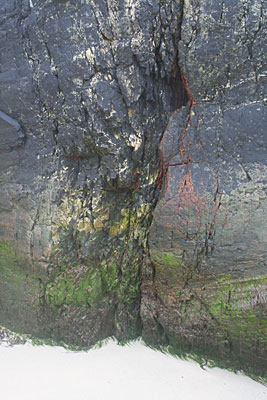 fringed rocks