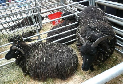 sheep