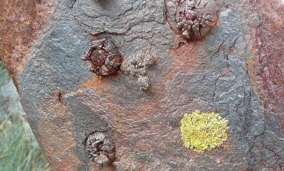 lichen and rust lichen and rust