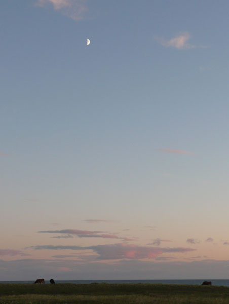 moon and cows moon and cows