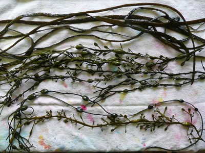 kinds of seaweed